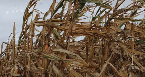 Dried Corn with Exposed Ear Blowing in Wind 3912