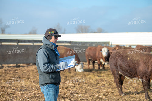 Rancher Checking Cattle 212174