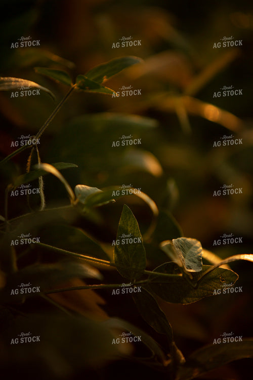Soybeans - Mid-Season 2394