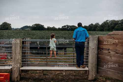 Farmer and Farm Kid Looking at Cattle in Pen 281049