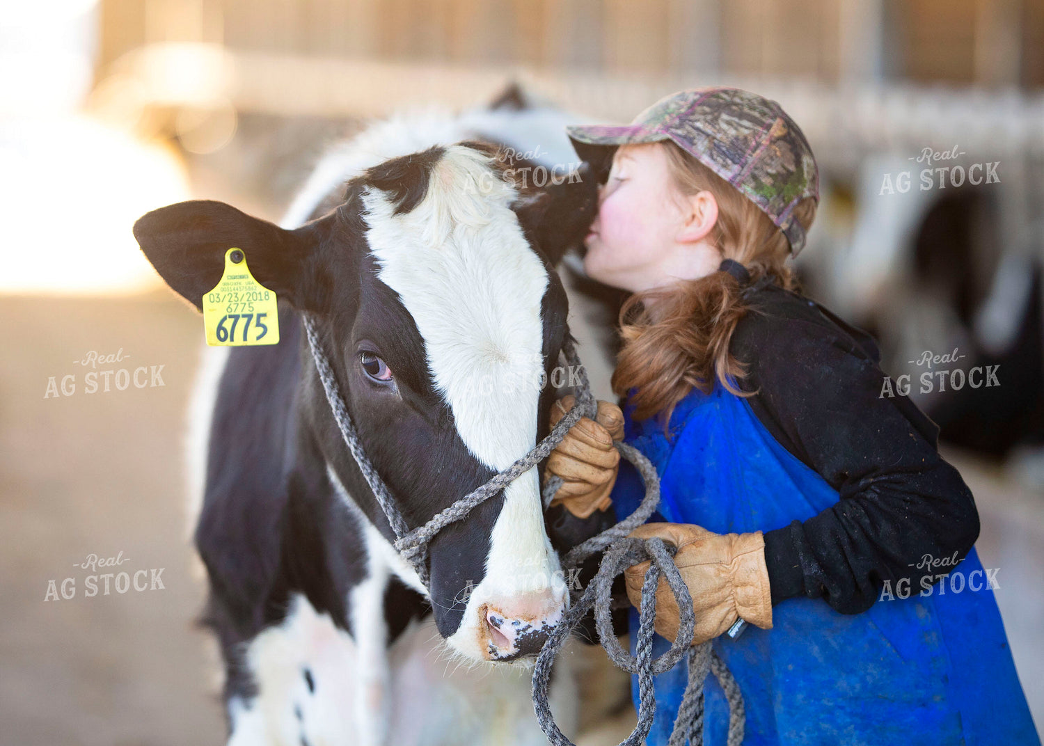 Farm Girl with Dairy Calf Heifer 55062
