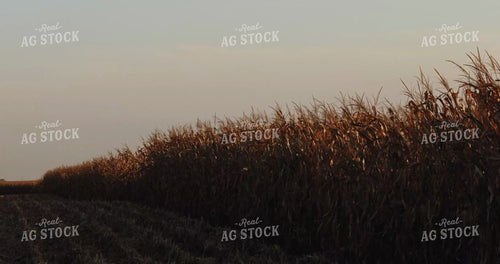 Panorama of Harvested Field at Sunset 3933