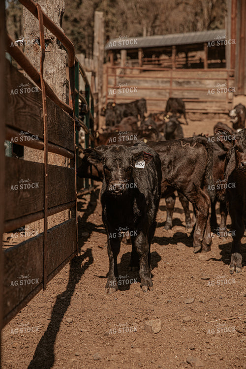 Angus Calves in Pen 66002