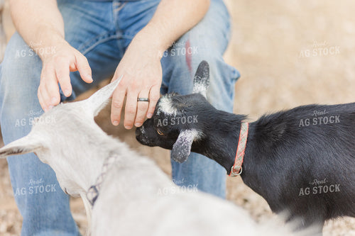 Goats 184005