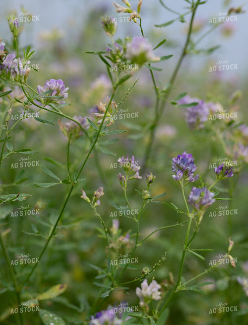 Flowering Alfalfa 185241