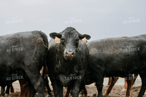 Cows in Farmyard 77109