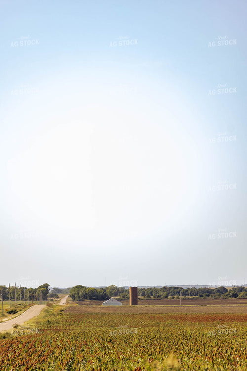 Scenic Landscape over Sorghum Field 224007