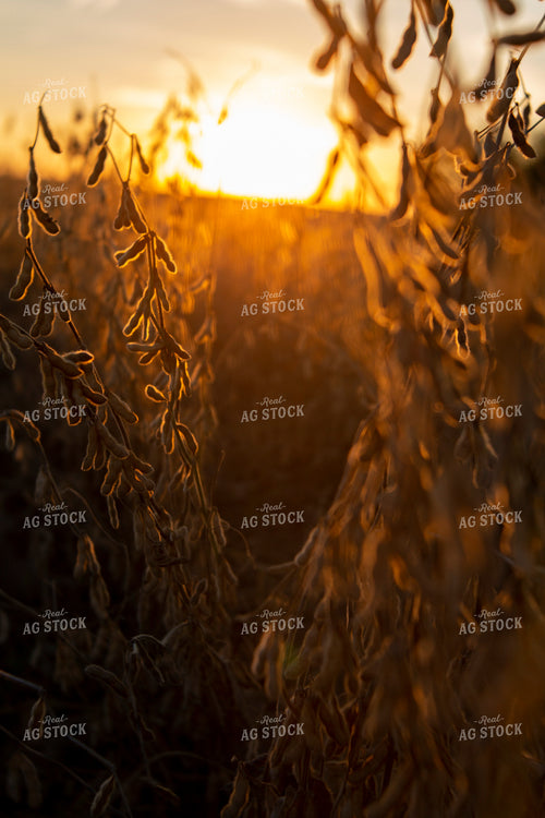 Soybeans - Dry 1548