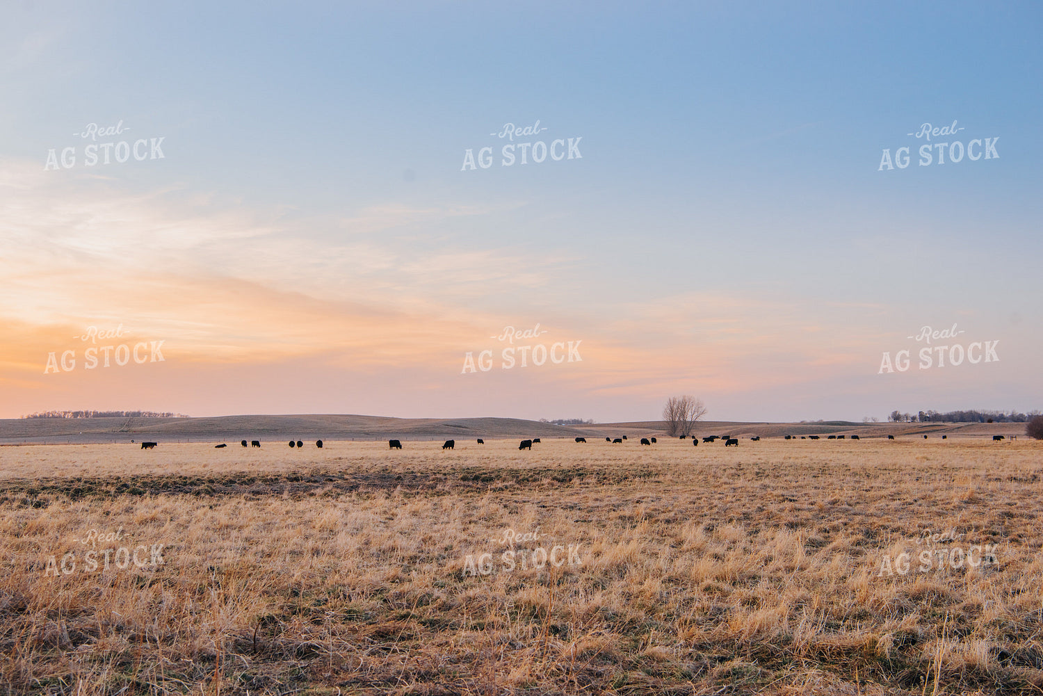 Angus Cattle Grazing in Pasture 68034