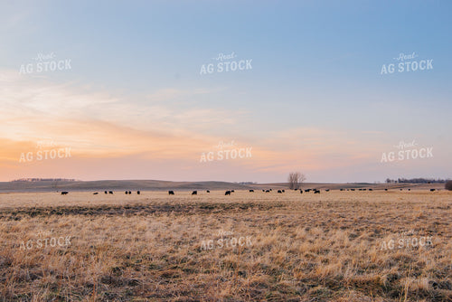 Angus Cattle Grazing in Pasture 68034