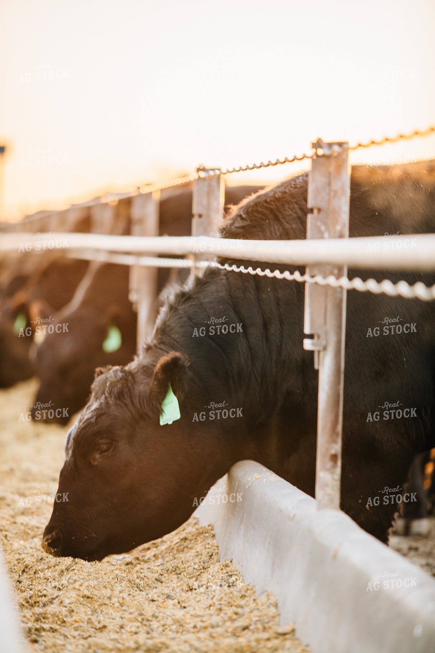 Cattle Eating out of Feed Bunk 53054