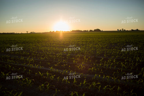 Corn - Early Growth 1089