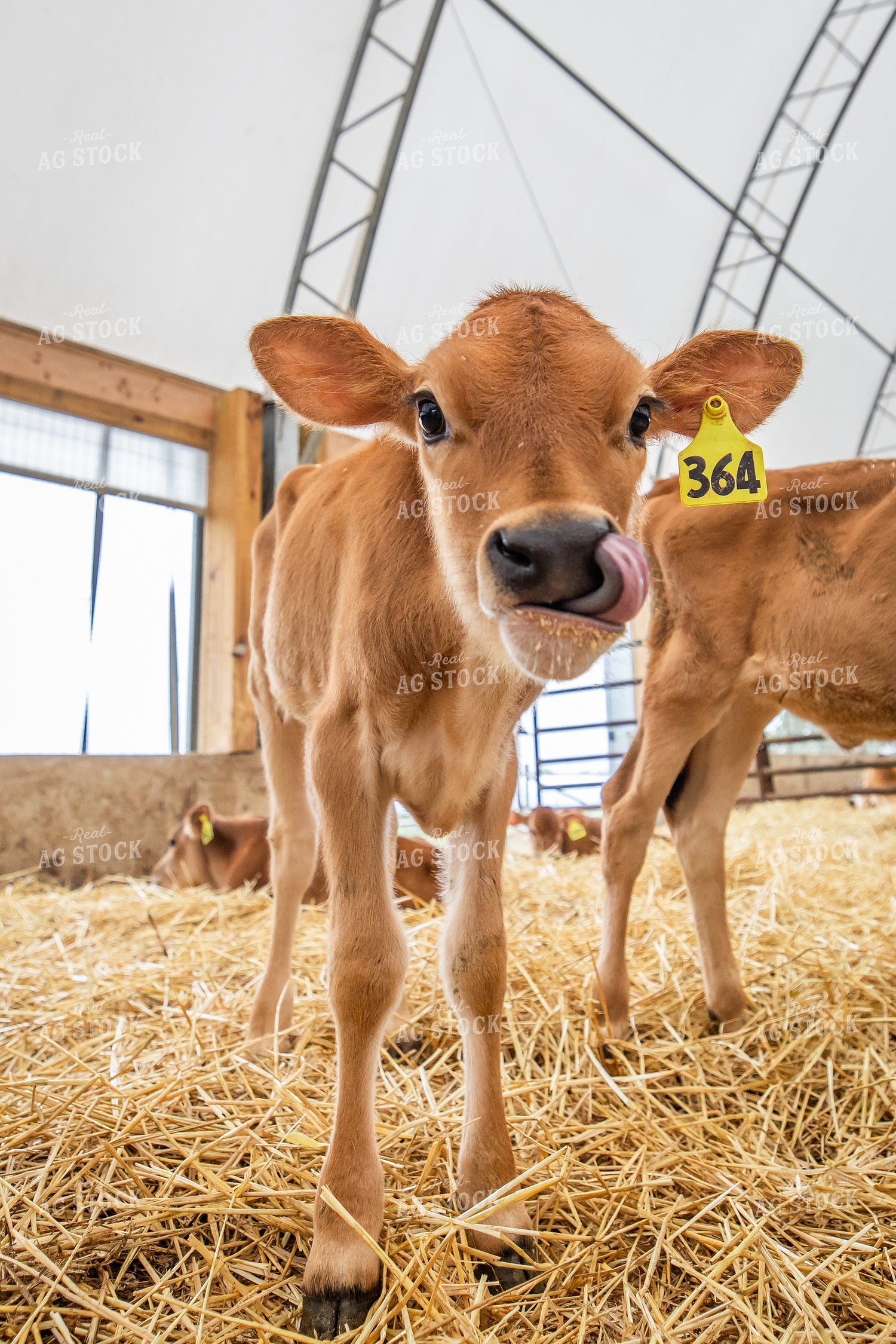 Jersey Calves 270460