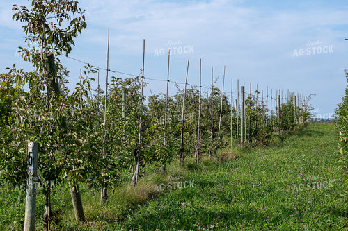 Apple Orchard 50427