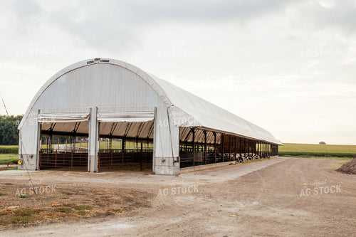 Holstein Cattle in Open Air Barn 67400