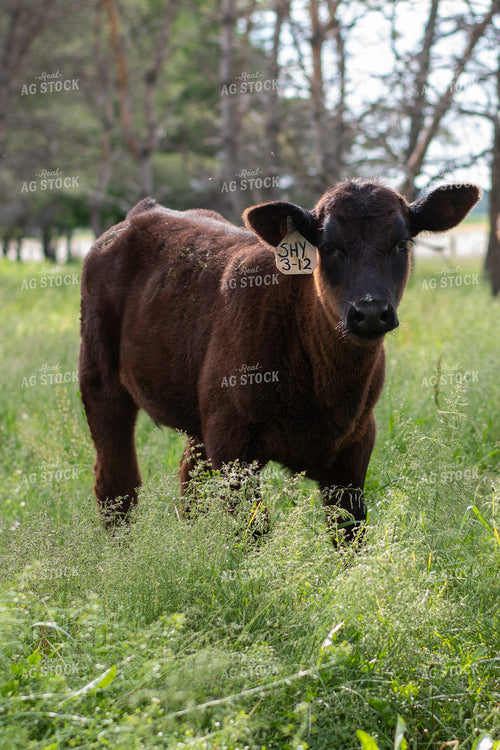 Calf in Grassy Pasture 50084