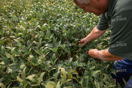 Farmer Checking Soybeans 270166