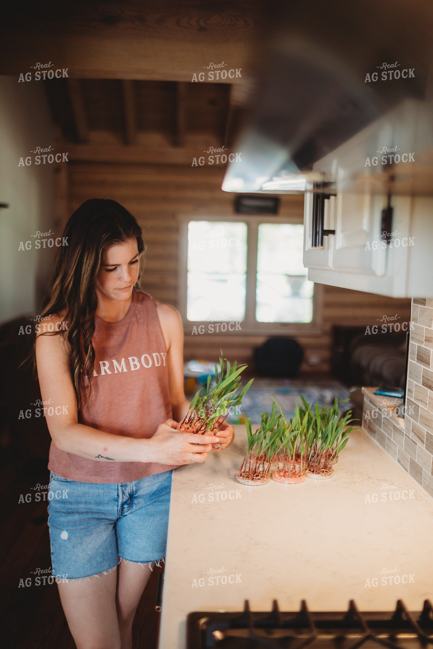 Corn Plants Growing in Petri Dishes 5564