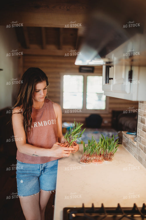 Corn Plants Growing in Petri Dishes 5564