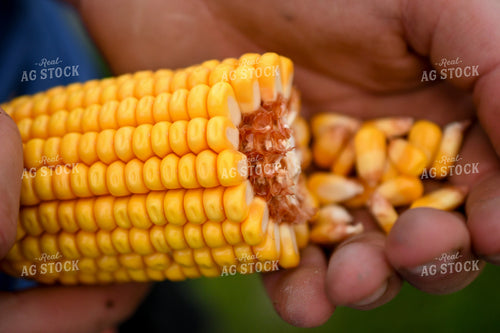 Farmer Checking Corn Kernels 191253