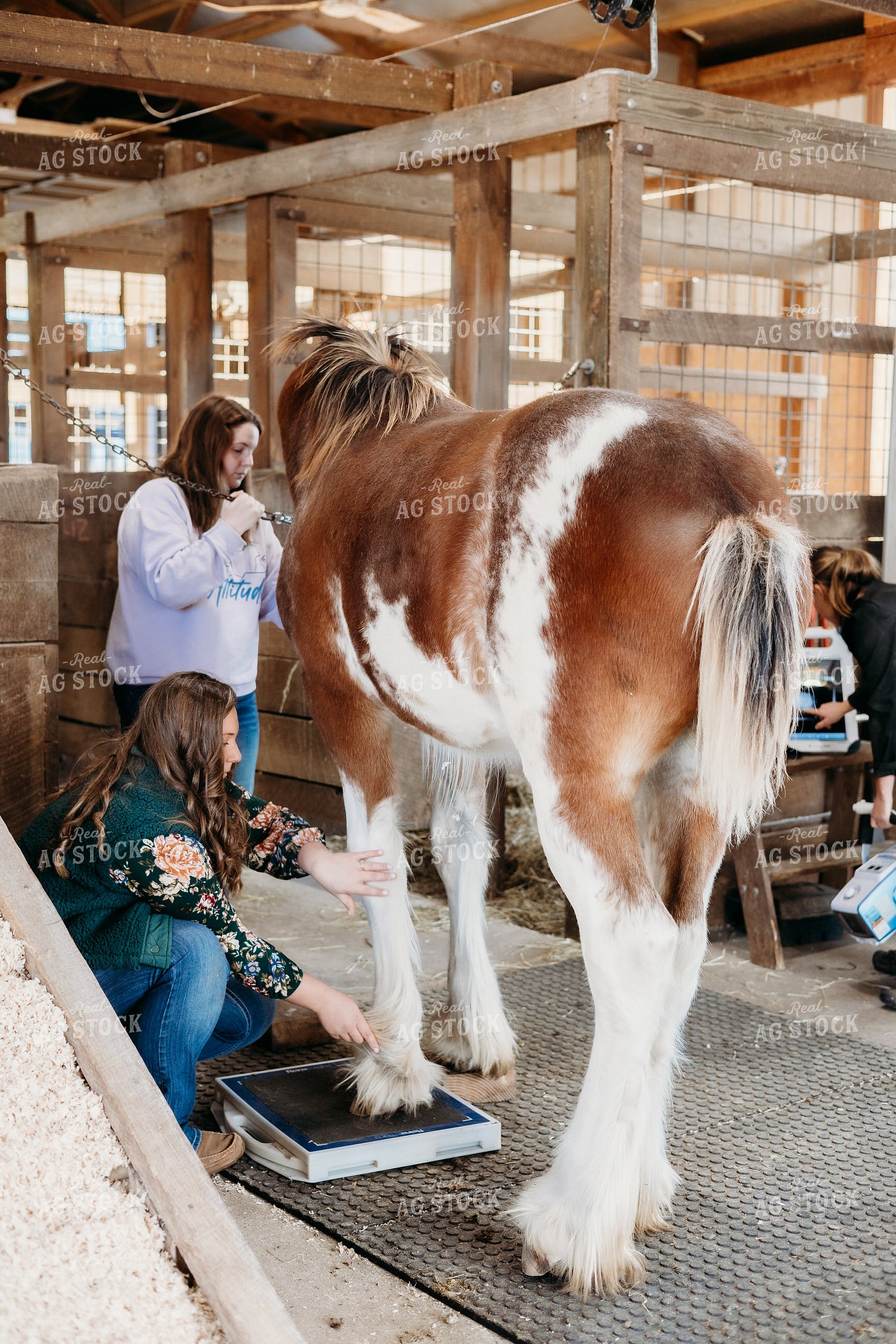 Veterinarian Completing X-Ray on Clydesdale Horse 281067