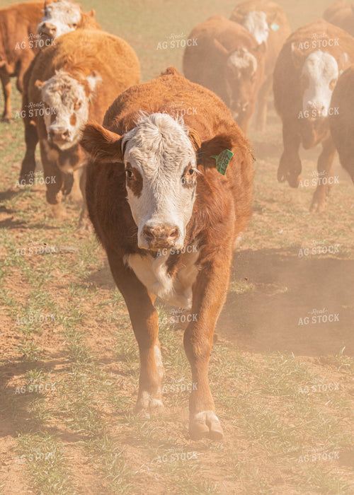 Cattle Grazing on Cover Crop 231107