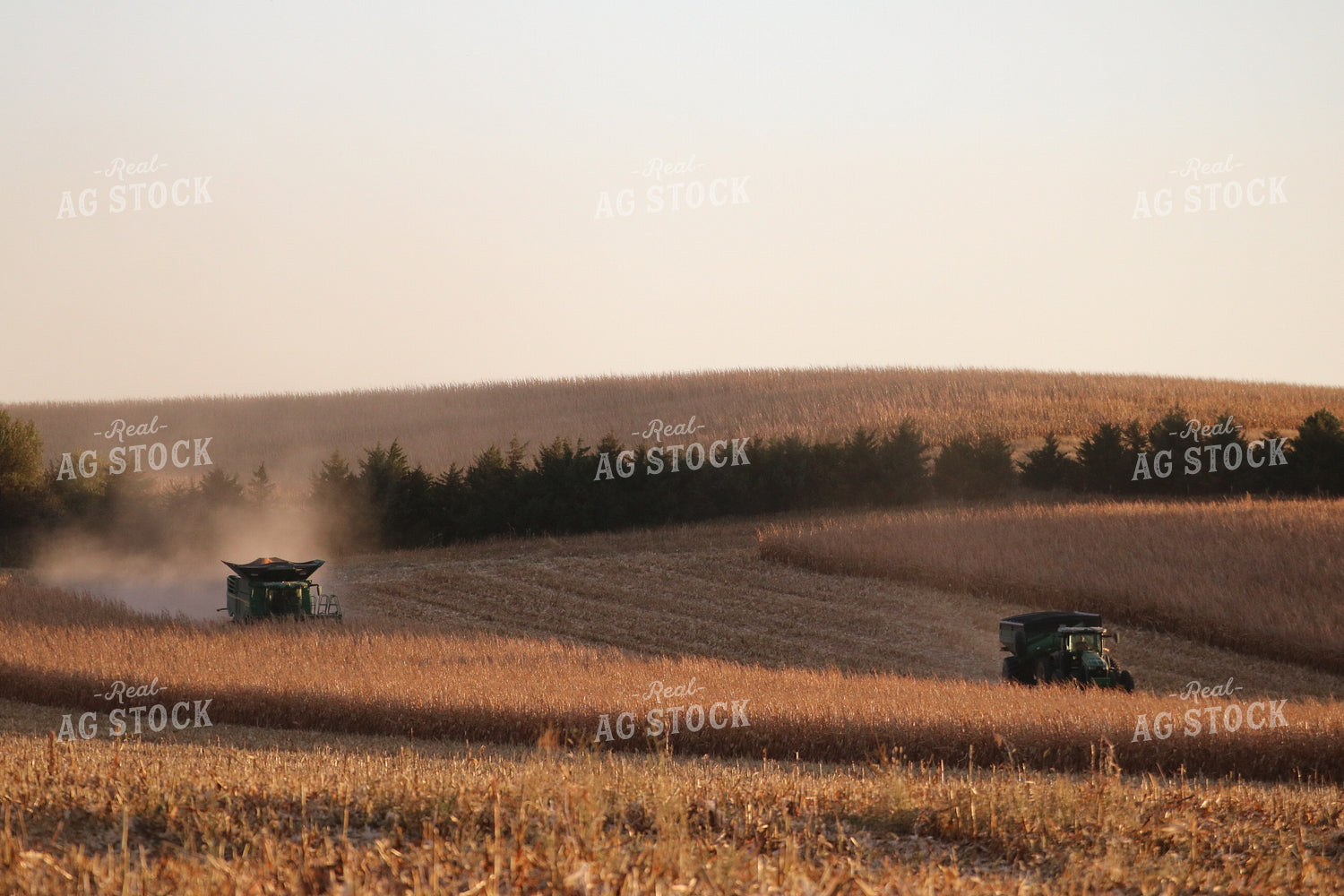 Corn Harvest 82101