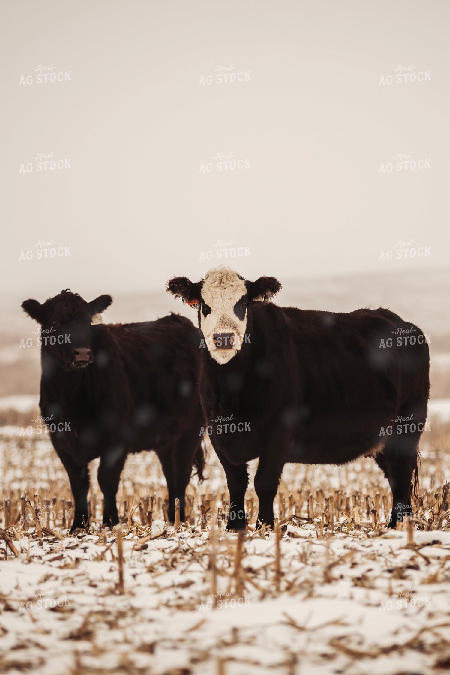 Cattle in Snowy Corn Stalks 285069