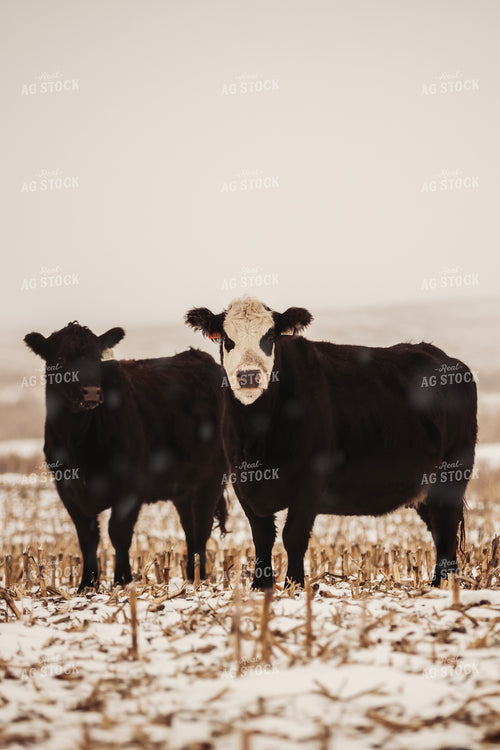 Cattle in Snowy Corn Stalks 285069
