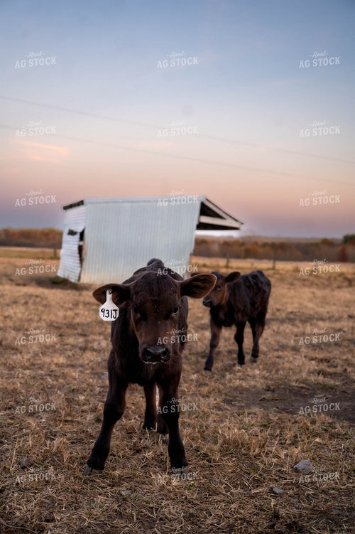 Black Angus Calves 115510