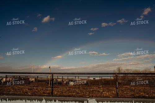 Rainbow Over Cattle Lots 196287