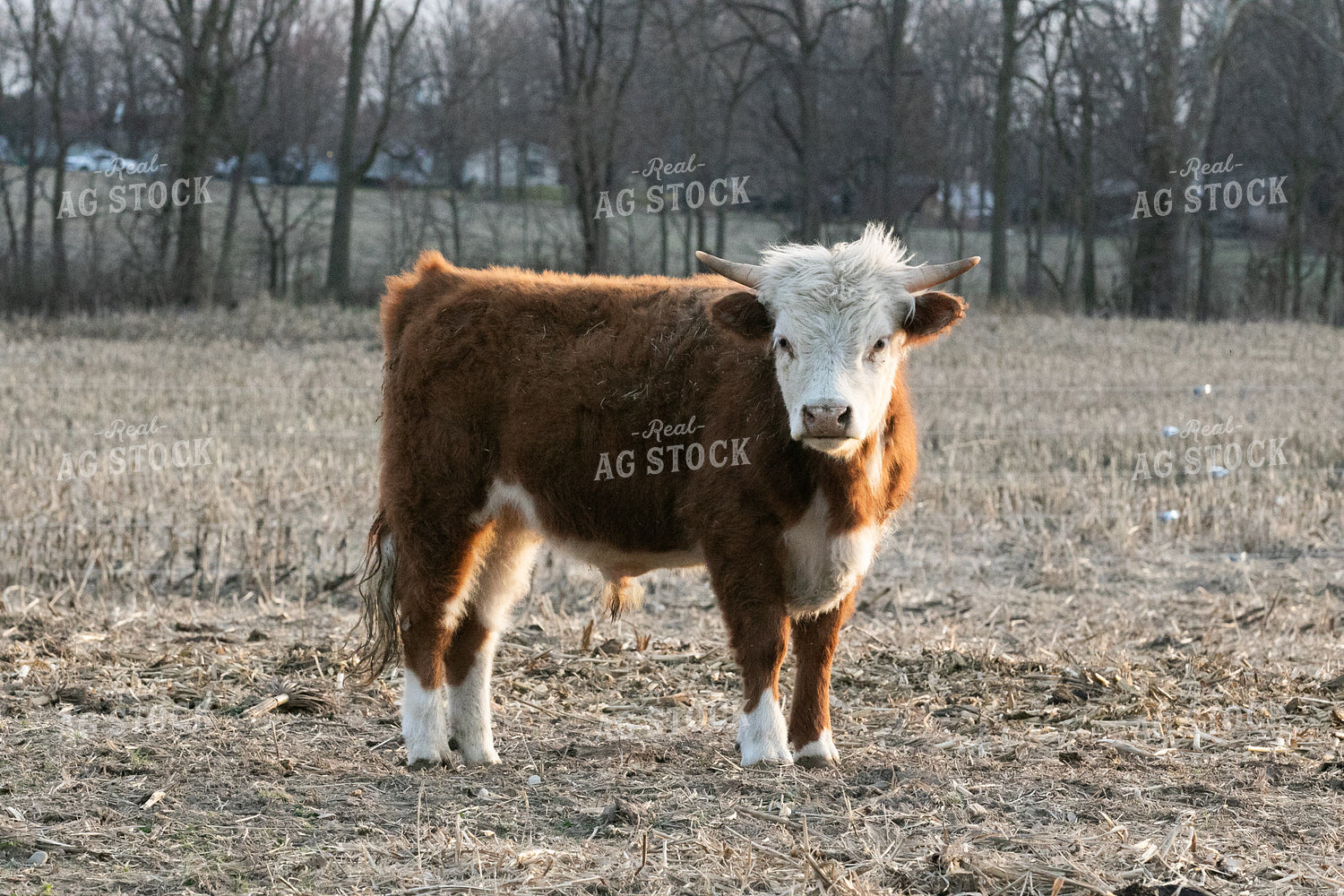 Mini Hereford Cattle 300004