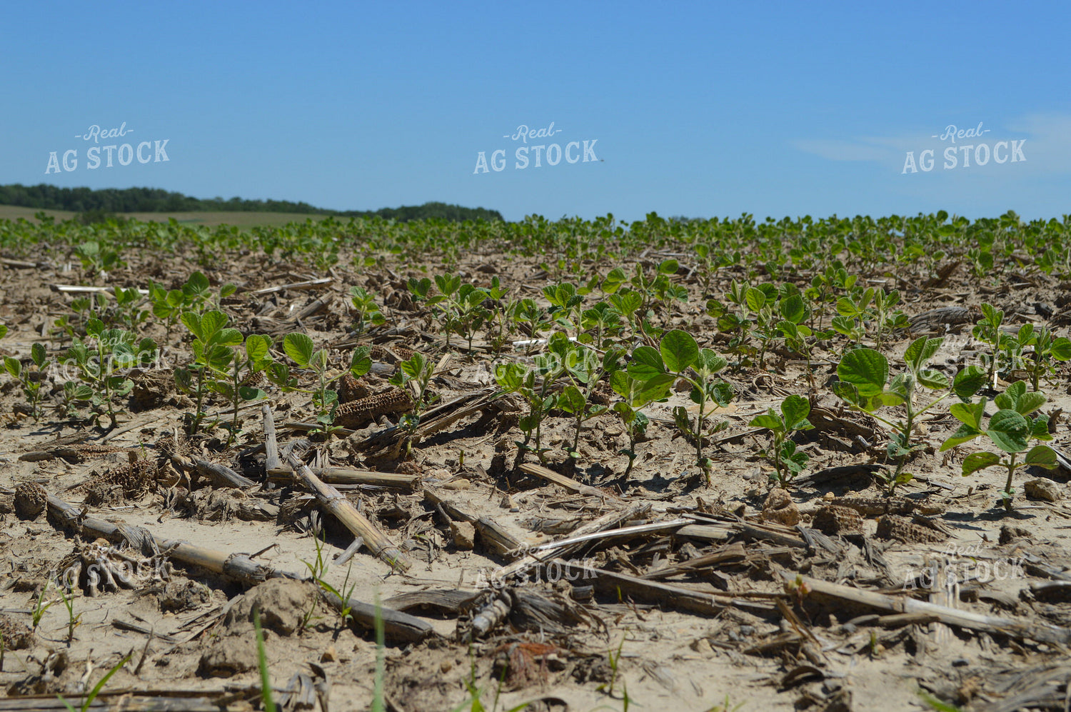 Early Growth Soybeans 206023