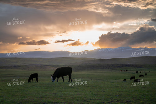 Cattle Grazing Peacefully at Sunset on a Scenic Pasture with Mountains 65221