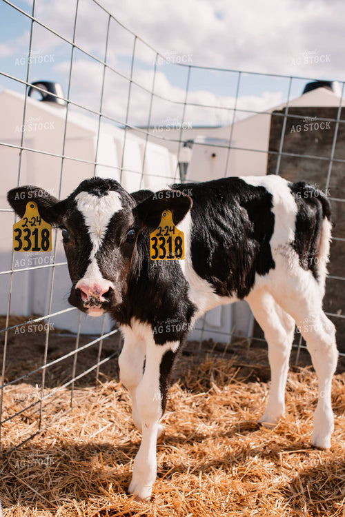 Holstein Calf in Hutch 152247