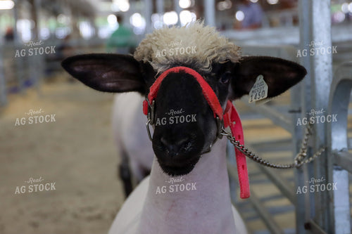 Show Sheep 52230
