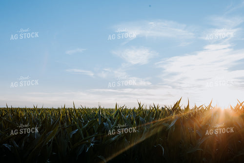 Corn Field at Sunrise 77278