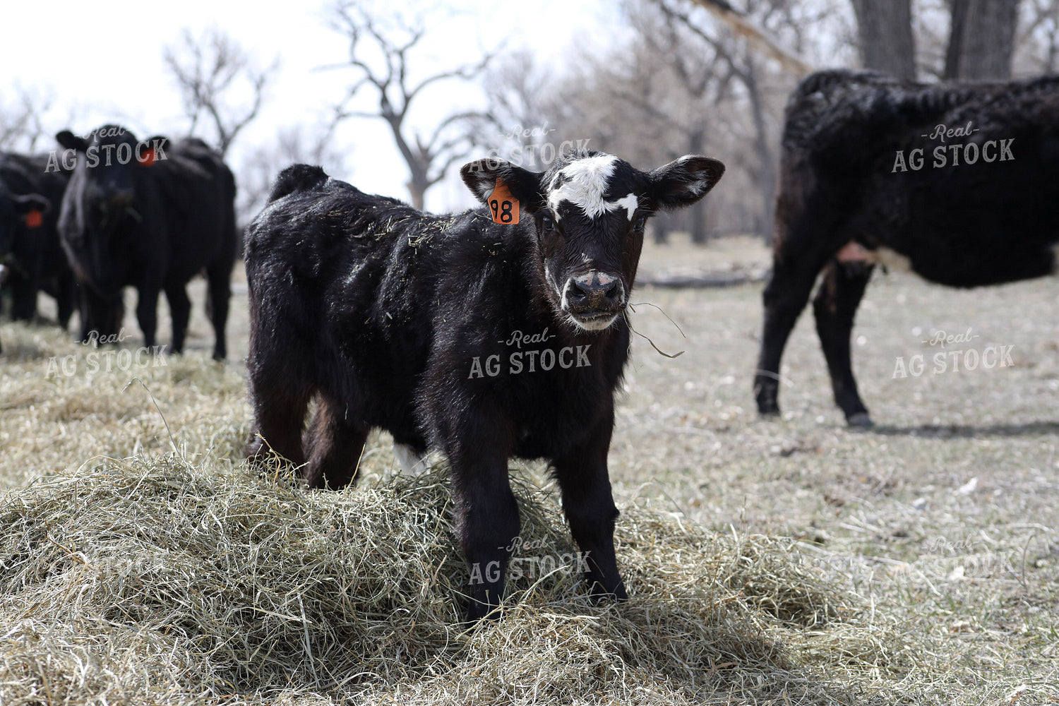 Angus Calf Playing in Hay 117192