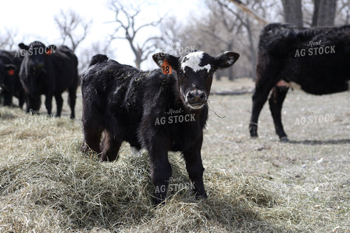 Angus Calf Playing in Hay 117192