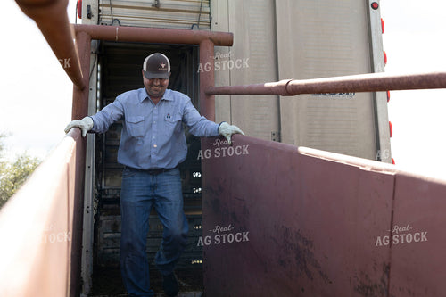 Rancher Coming Down Loading Chute 205084