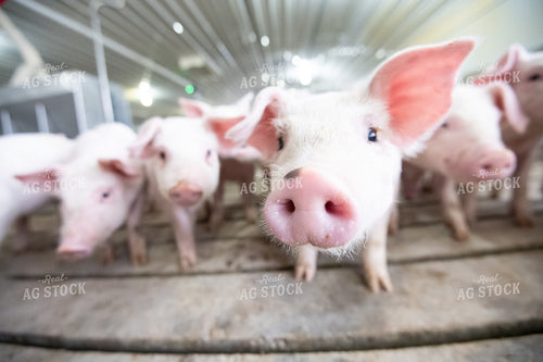 Piglets 168018