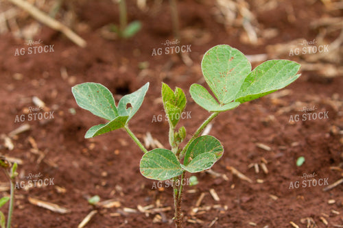 Soybean Plant 79043