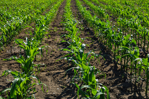 Early Season Corn Growth 187186