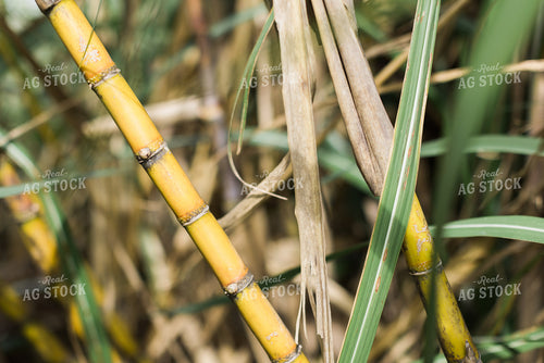 Sugar Cane Stalk 7325