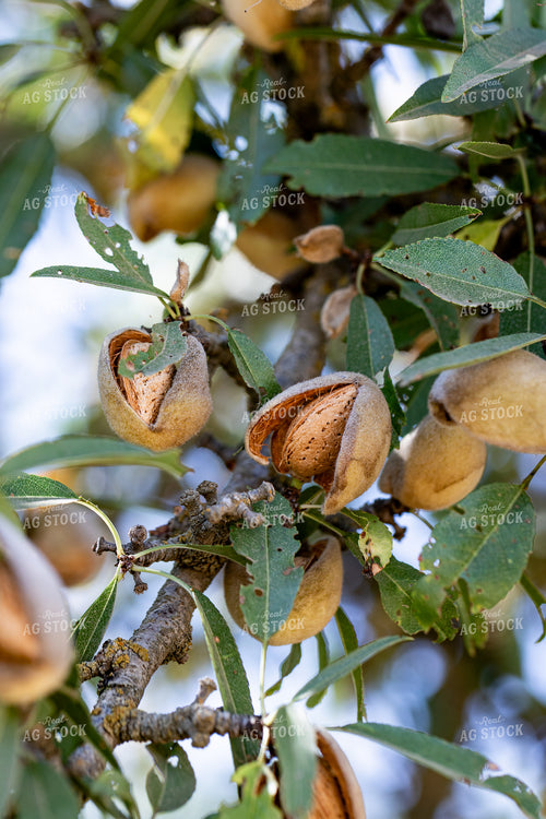 Pecans 276000