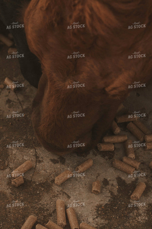 Cow Eating 108029
