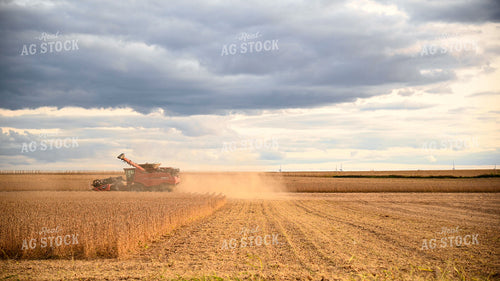 Combine Harvesting Soybeans 25716
