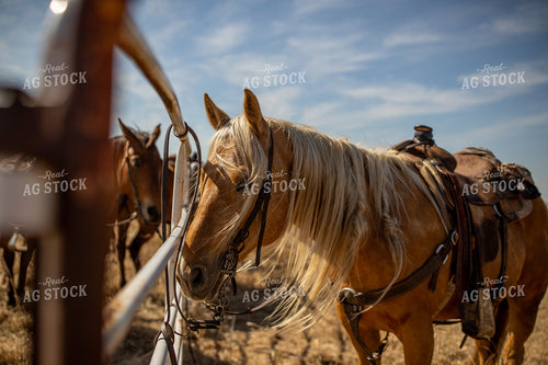 Saddled Horse 71016