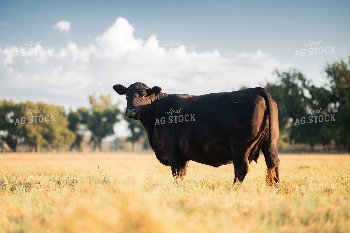 Black Angus Cow Standing in Dry Pasture 402063