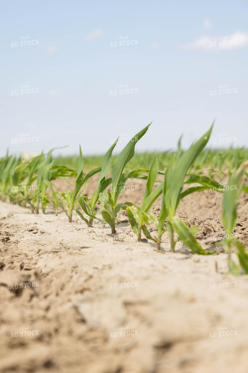 Early Growth Corn 79634